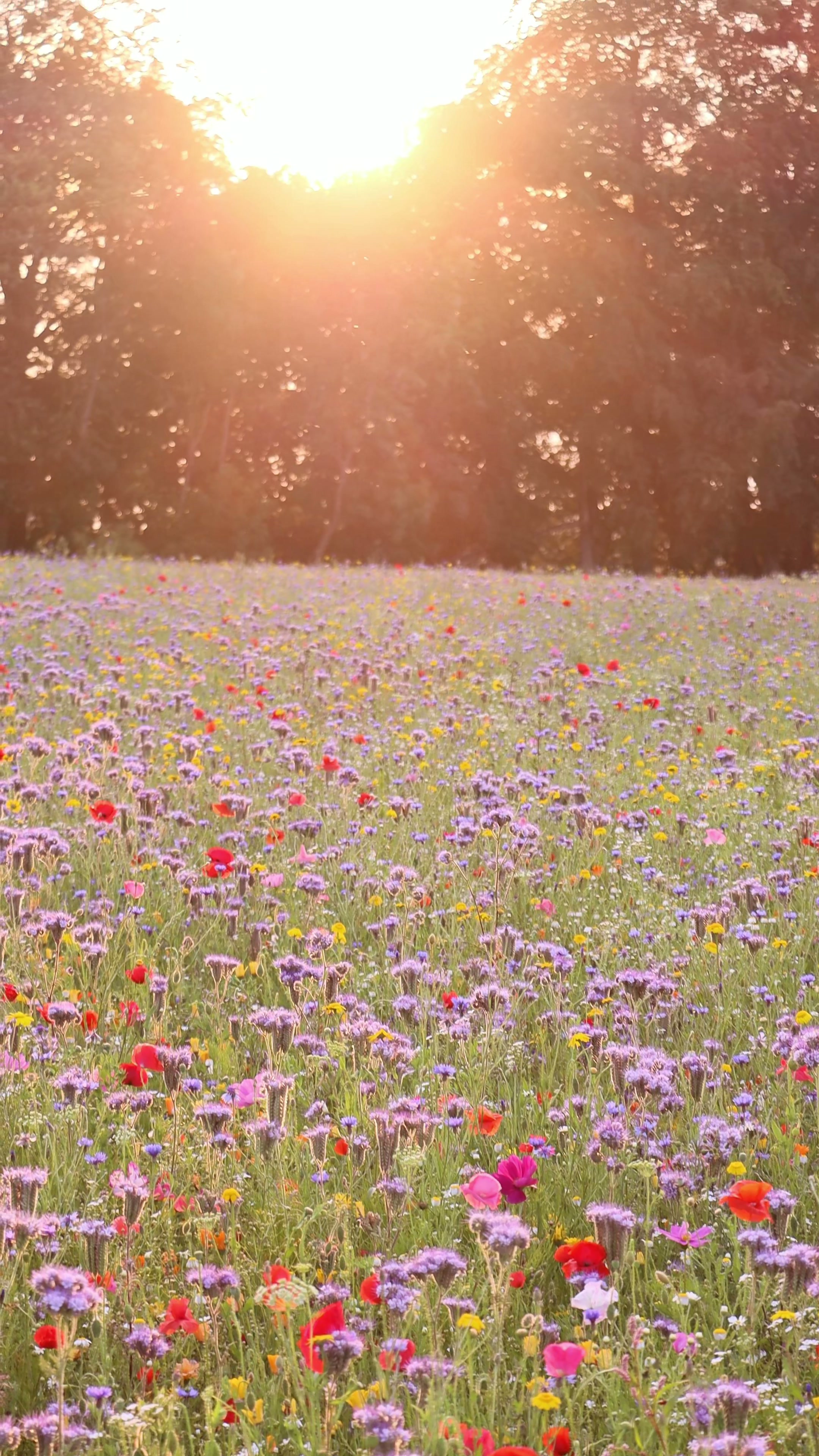 Videography — The Flower Belt